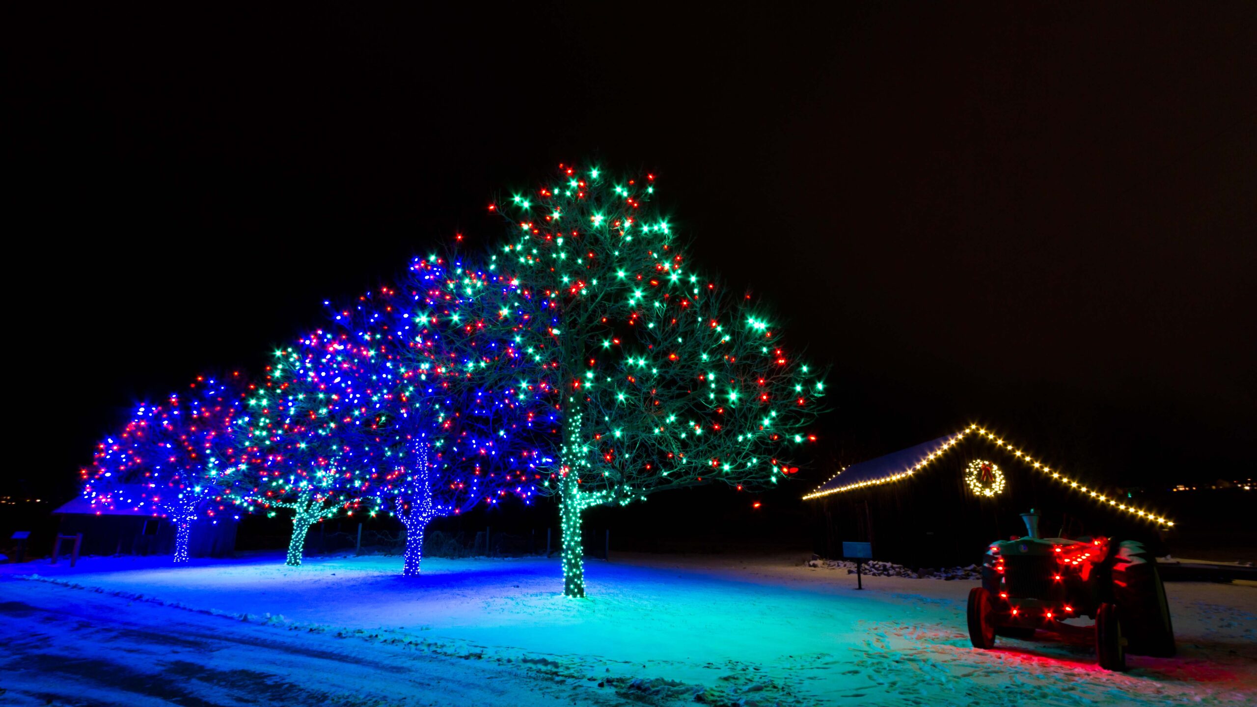 tree lighting Denver